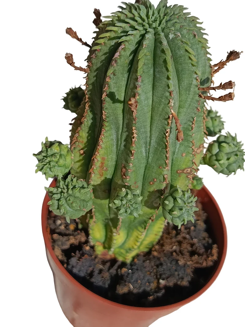 Euphorbia Infausta Planta Suculenta Natural Ø8