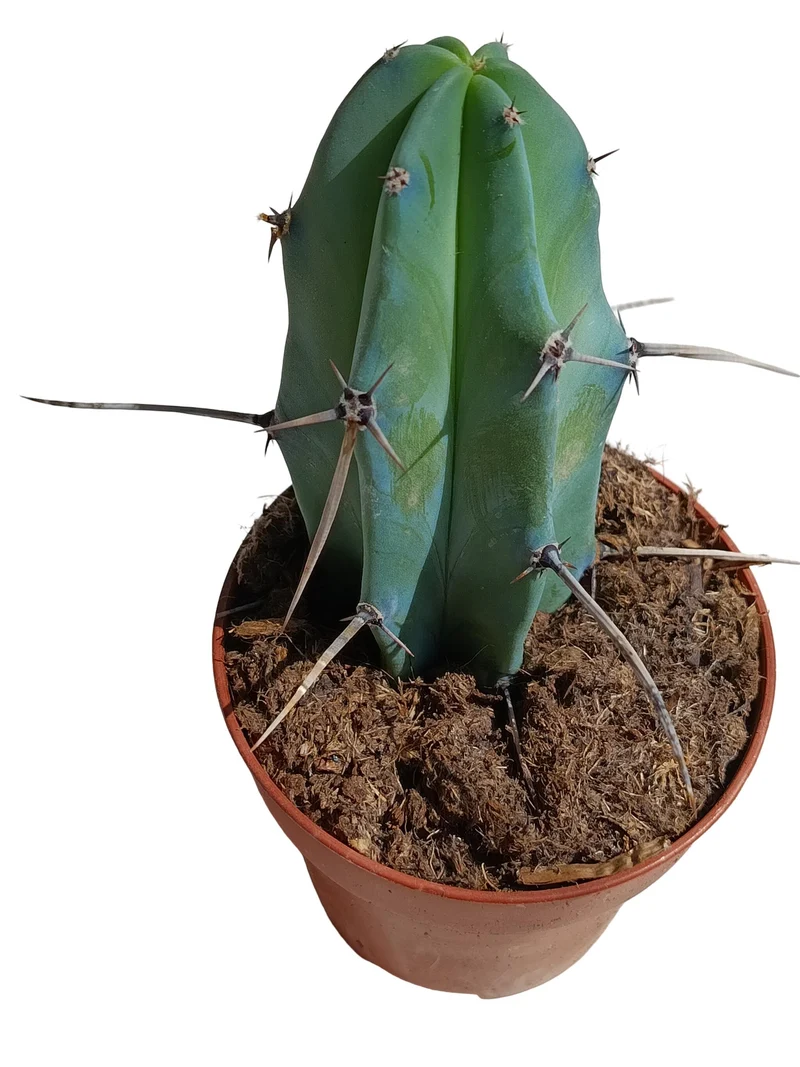 Myrtillocactus Geometrizians Planta Suculenta Natural Ø8
