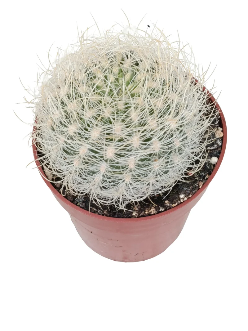 Eriosyce Senilis Planta Suculenta Natural Ø8