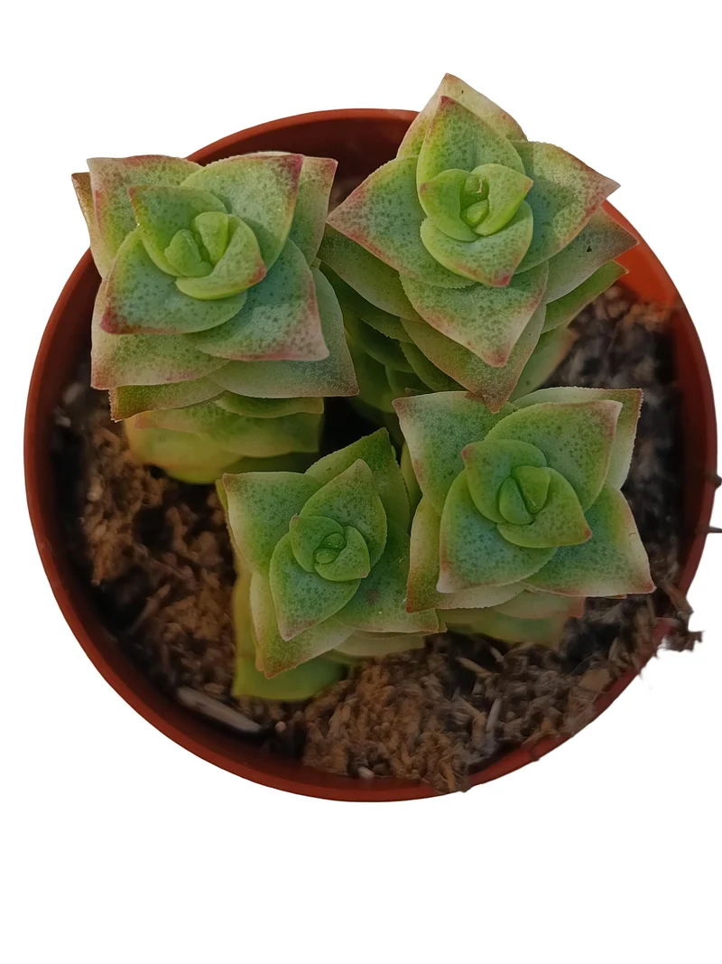 Crassula Perforata Variegata Planta Suculenta Natural Ø8