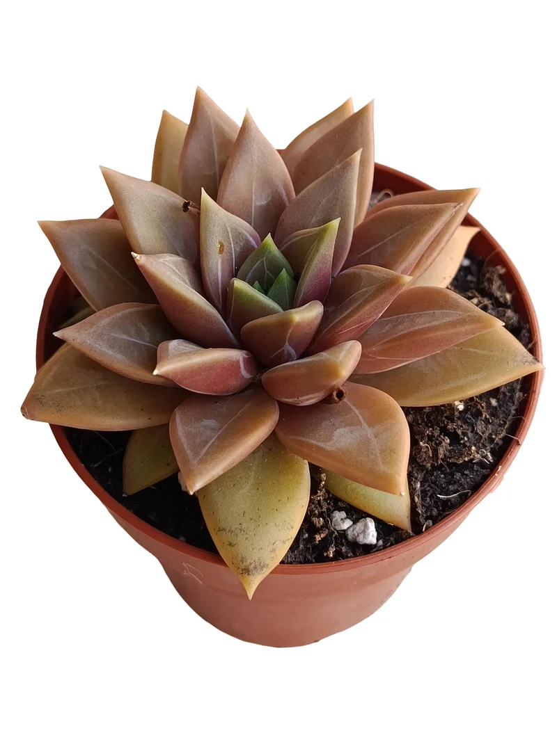 Echeveria Danika Planta Suculenta Natural Ø8
