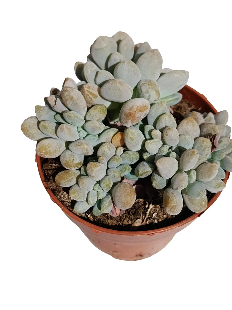 Pachyphitum Oviferum Crestata Planta Suculenta Natural Ø8