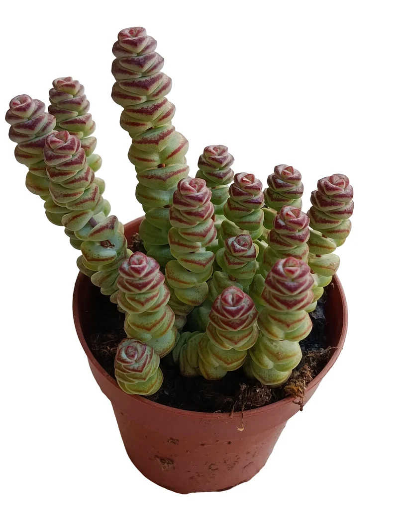 Crassula Necklace Planta Suculenta Natural Ø8