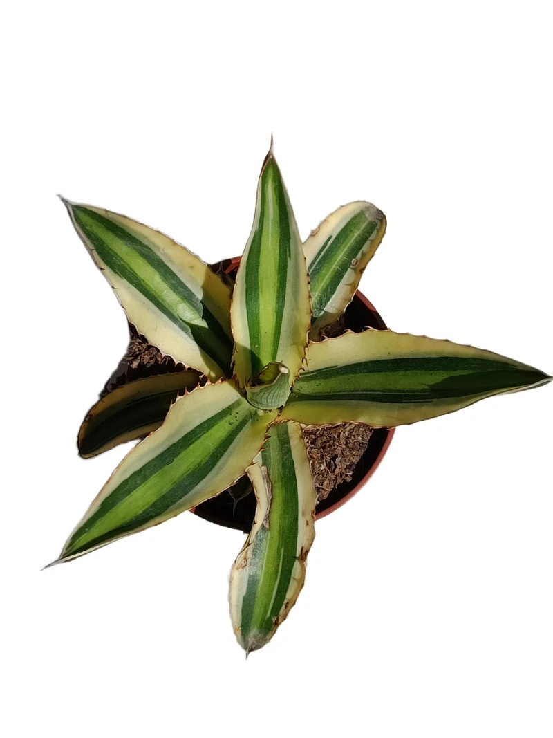 Agave Lopantha Quatricolor Planta Suculenta Natural Ø8