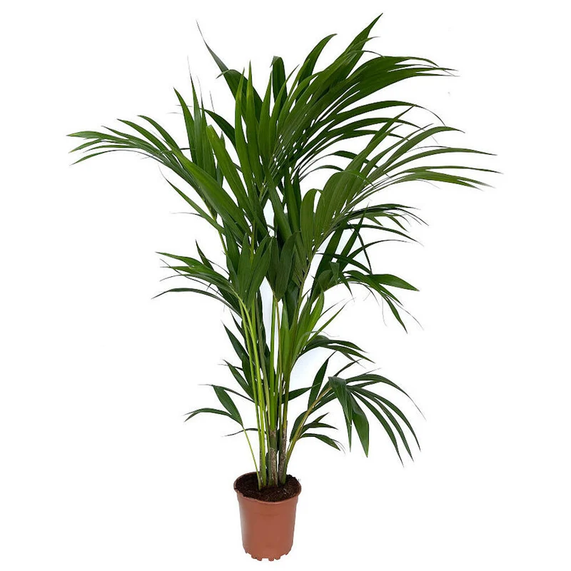 Kentia Forsteriana M19 80-100cm