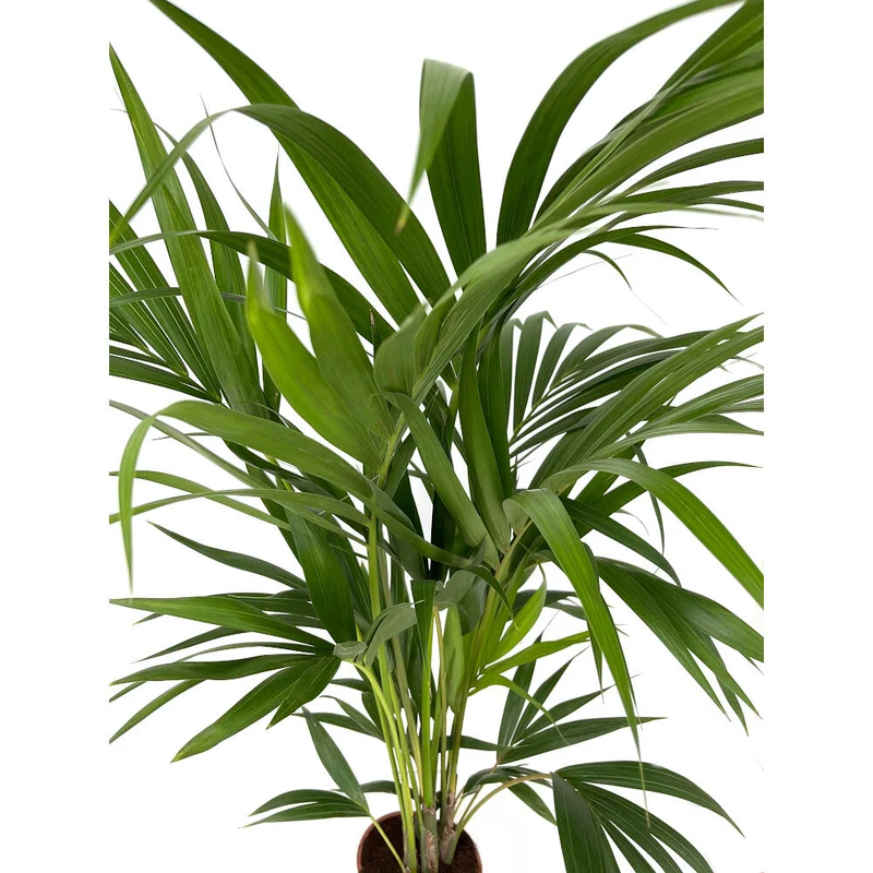 Kentia Forsteriana M19 80-100cm