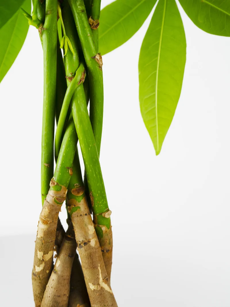 Pachira Aquatica | Altura 50cm - Maceta 12cm