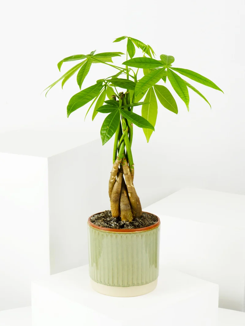 Pachira Aquatica | Altura 50cm - Maceta 12cm