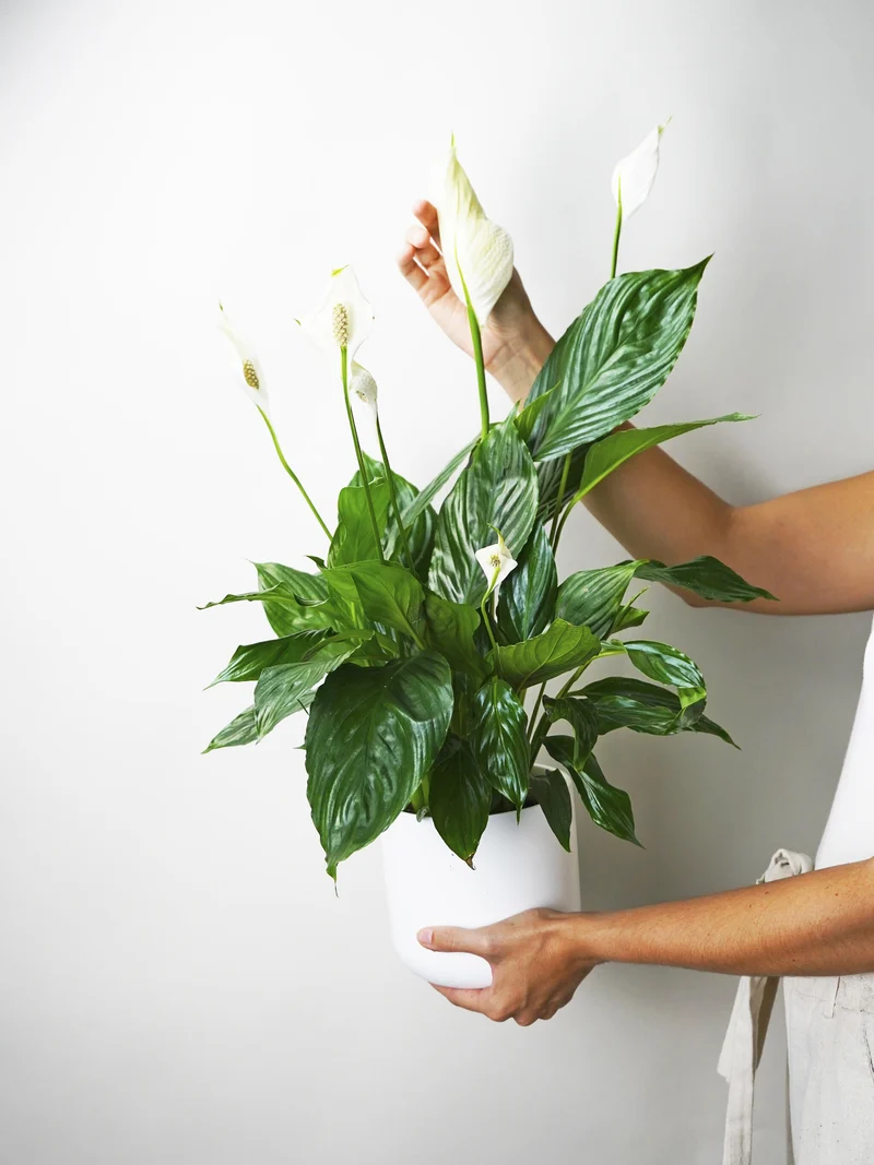 Spathiphyllum O Cuna De Moisés | Altura 75cm - Maceta 17cm