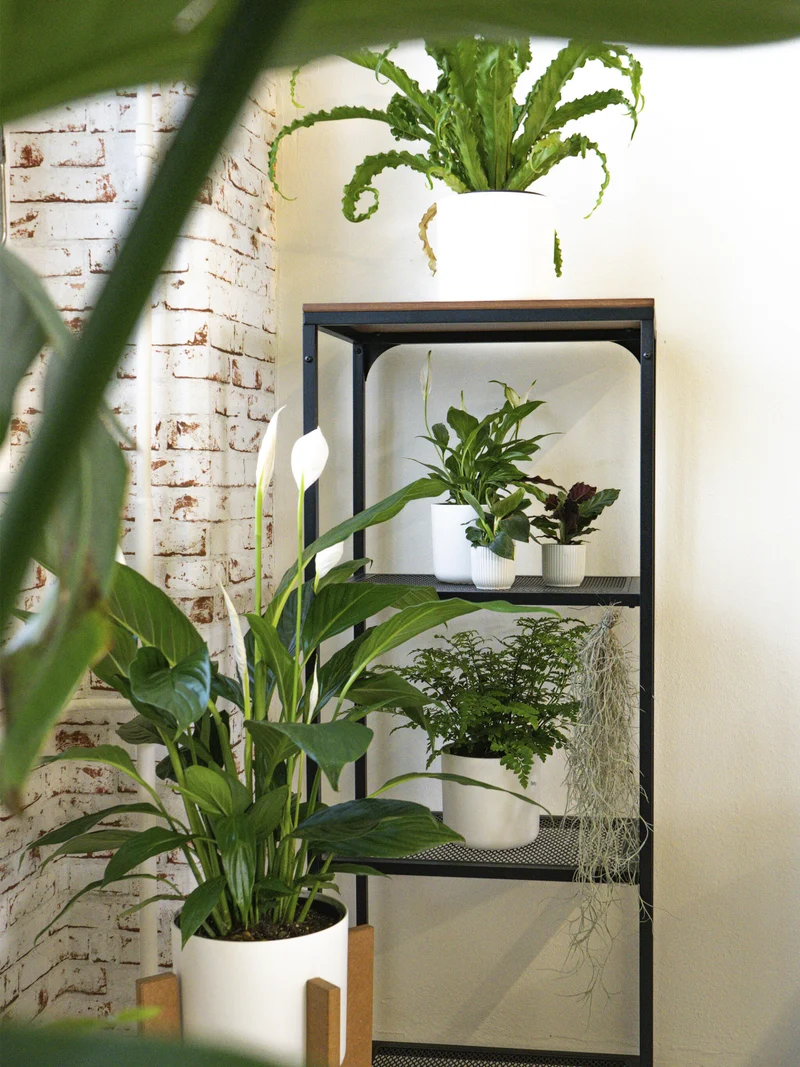 Spathiphyllum O Cuna De Moisés | Altura 75cm - Maceta 17cm