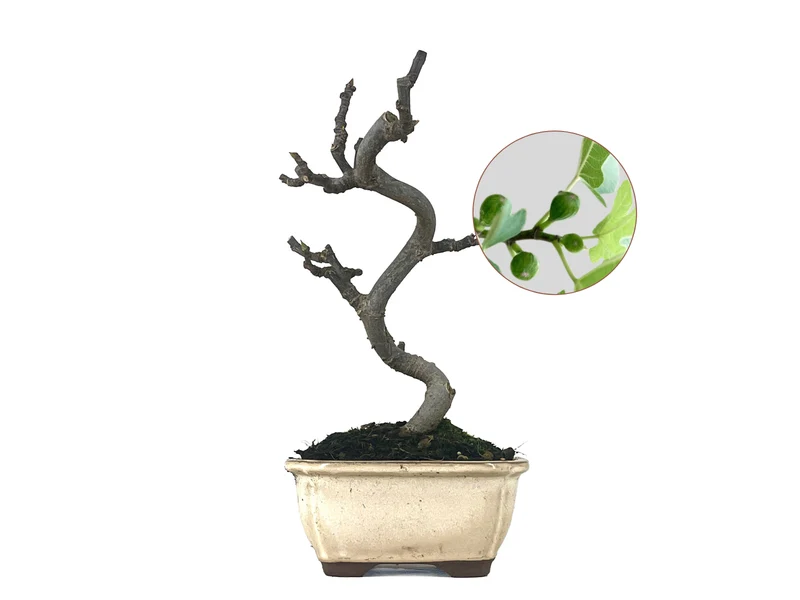 Bonsái Ficus Carica – Higuera 8 Años