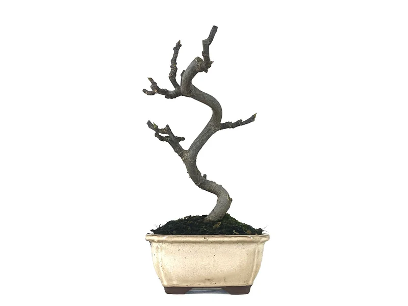 Bonsái Ficus Carica – Higuera 8 Años
