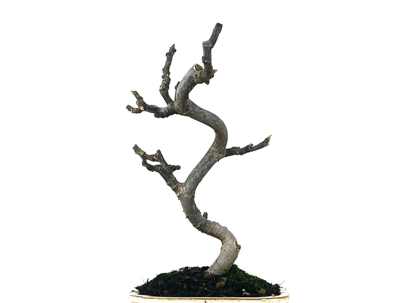 Bonsái Ficus Carica – Higuera 8 Años