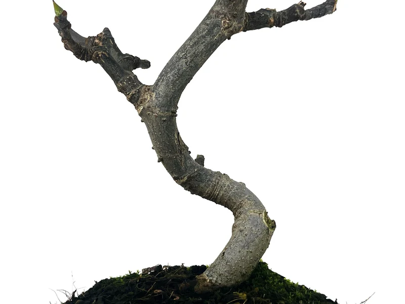 Bonsái Ficus Carica – Higuera 8 Años