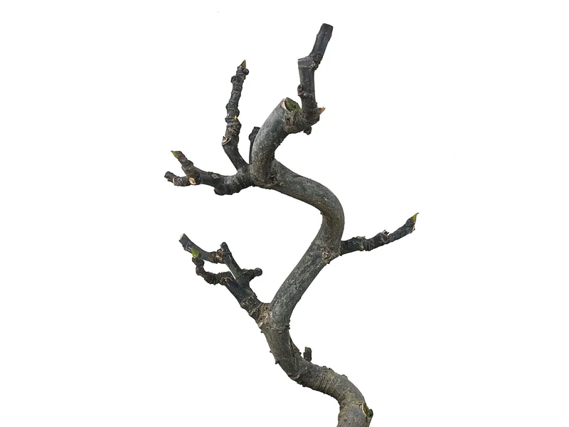 Bonsái Ficus Carica – Higuera 8 Años