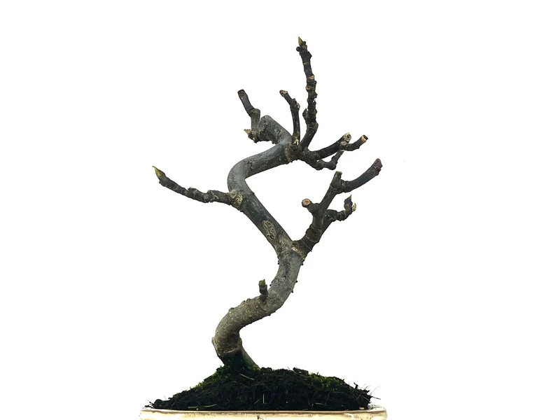 Bonsái Ficus Carica – Higuera 8 Años