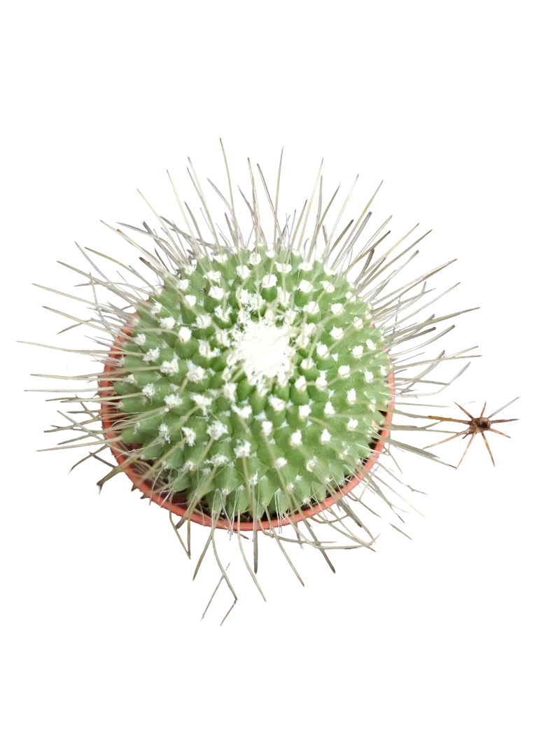 Cactus Surtido Aleatorio ☼ Planta Pequeña Ø5 Venta Por Unidad