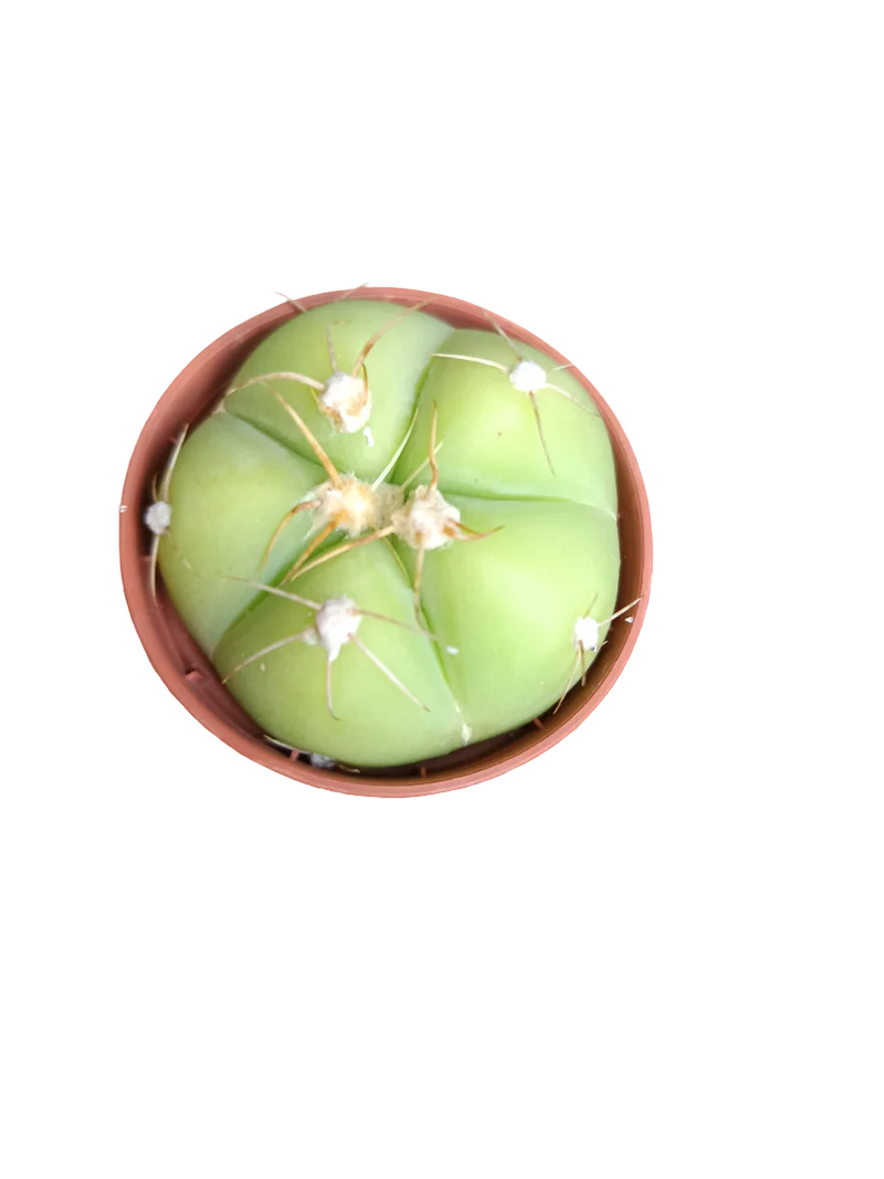 Cactus Surtido Aleatorio ☼ Planta Pequeña Ø5 Venta Por Unidad