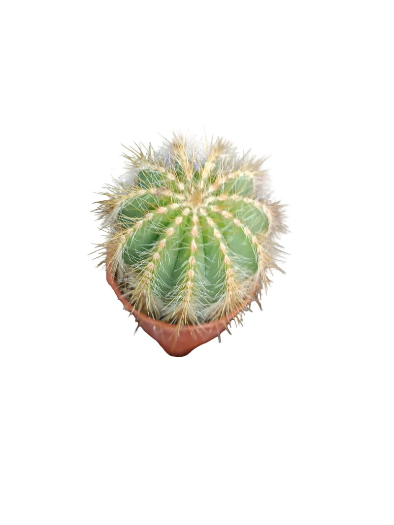 Cactus Surtido Aleatorio ☼ Planta Pequeña Ø5 Venta Por Unidad