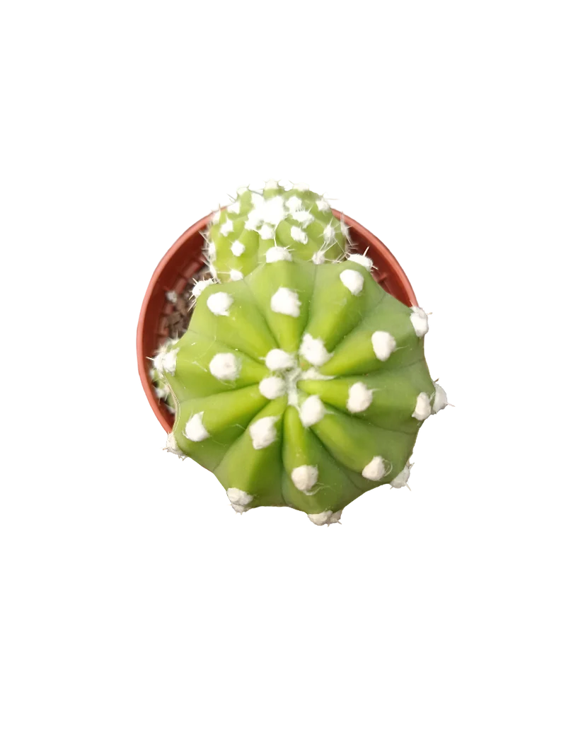 Cactus Surtido Aleatorio ☼ Planta Pequeña Ø5 Venta Por Unidad