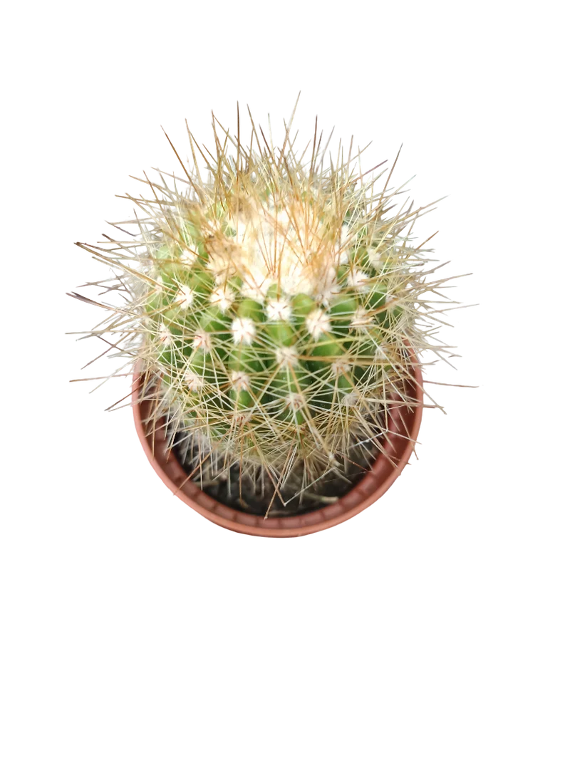 Cactus Surtido Aleatorio ☼ Planta Pequeña Ø5 Venta Por Unidad