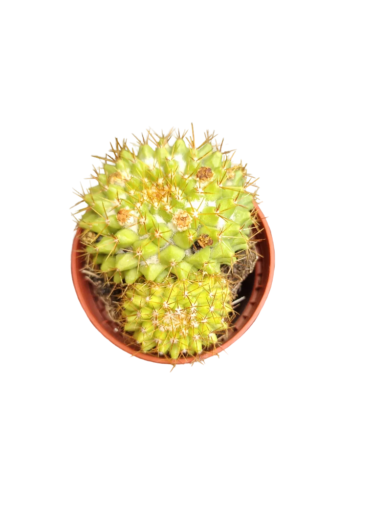 Cactus Surtido Aleatorio ☼ Planta Pequeña Ø5 Venta Por Unidad