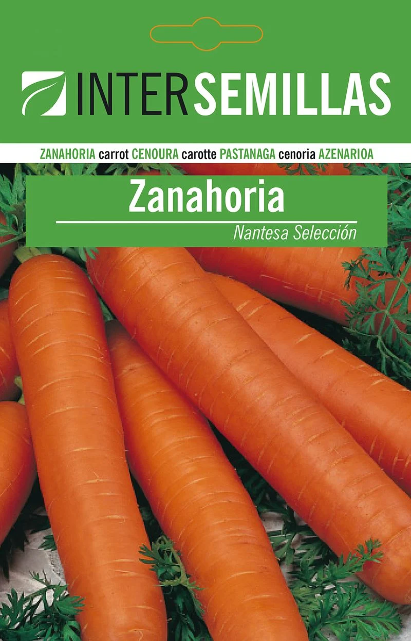 Sobre De Semillas De Zanahoria Nantesa