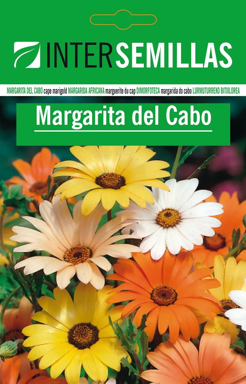 Sobre De Semillas De Margarita Del Cabo