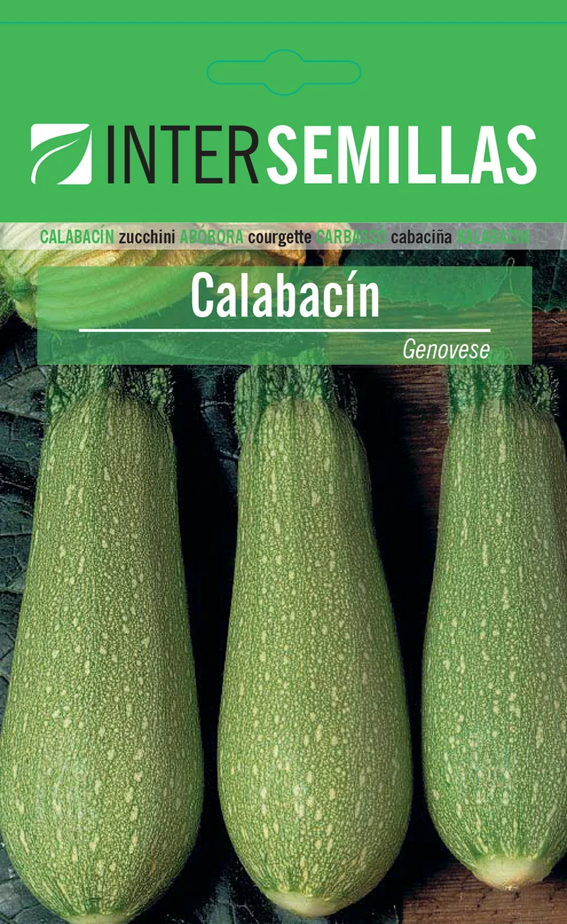 Sobre De Semillas De Calabacin Verde Claro