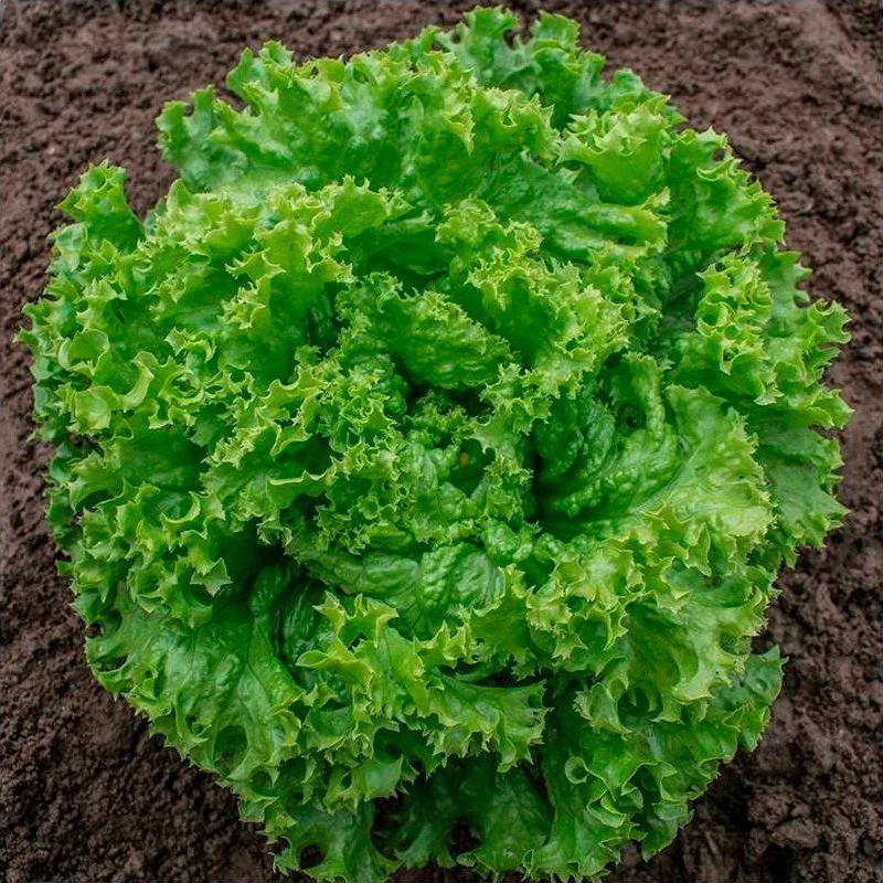 Semillas Lechuga Rizada Lollo Bionda Ecológicas