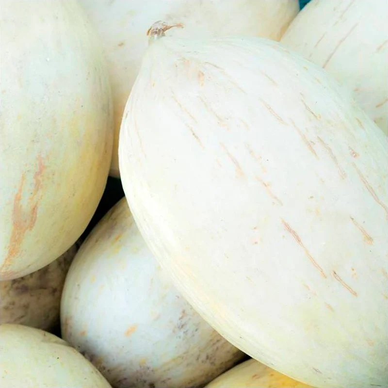 Semillas Melón Blanco De Ribatejo Ecológicas