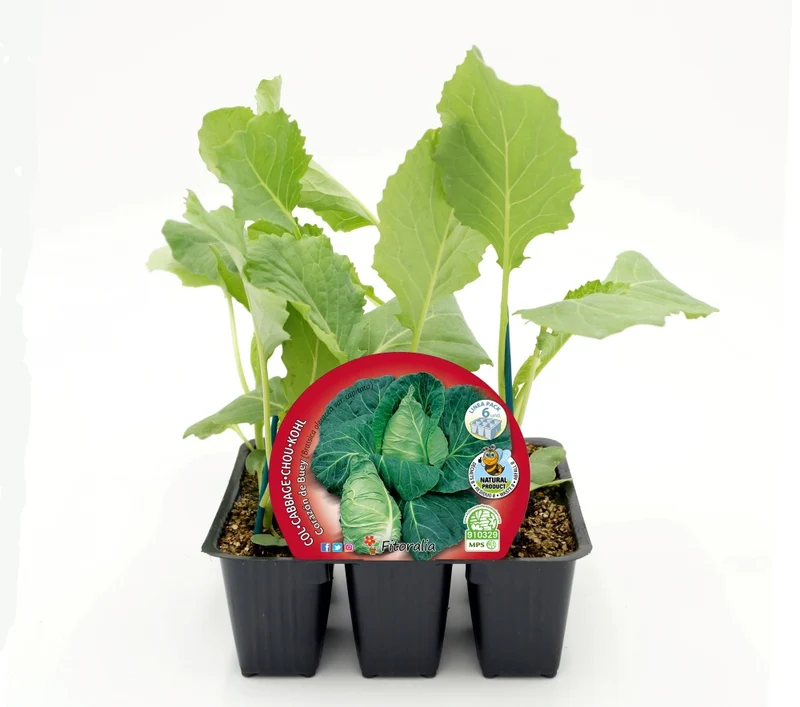 Pack Plantones Col Corazón De Buey 6 Ud. Natural - Fitoralia