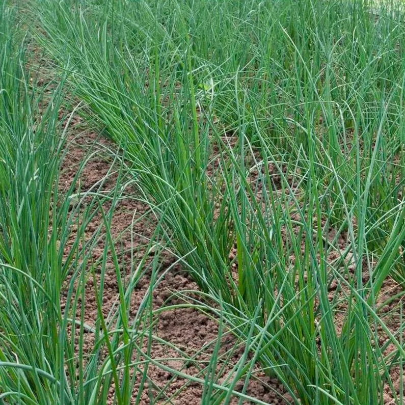 Semillas Cebollino Chino Ecológicas