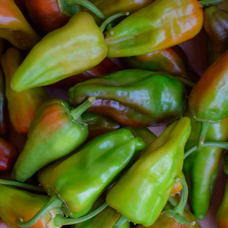Semillas Pimiento Padrón Ecológicas