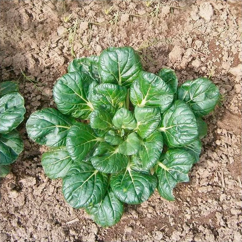 Semillas Verdura Asiática Tatsoi Ecológicas