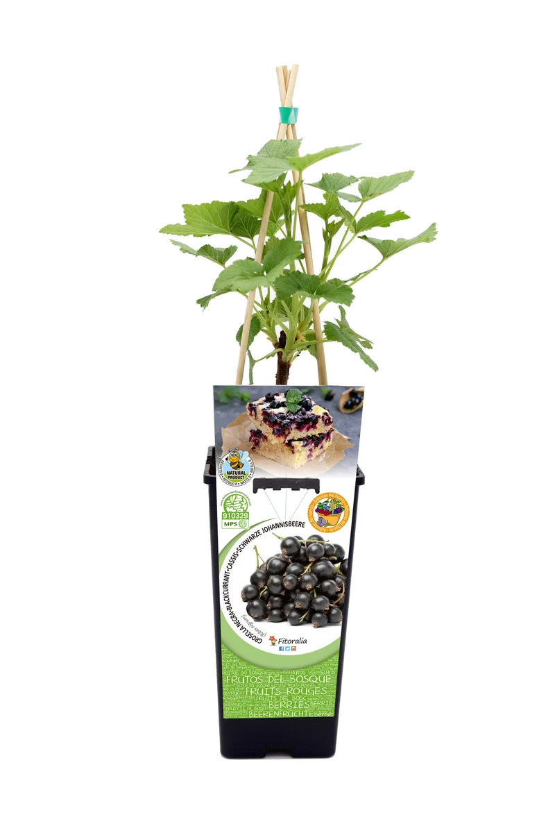 Grosella Negra En Maceta 2 L. Natural - Fitoralia