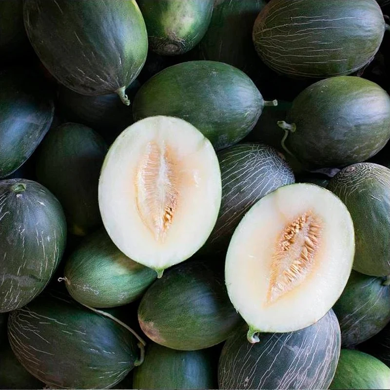 Semillas Melón Manuel António Ecológicas