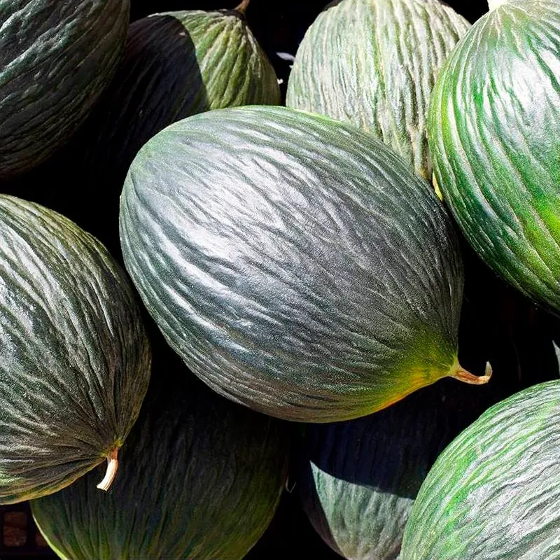 Semillas Melón Tendral Negro Ecológicas