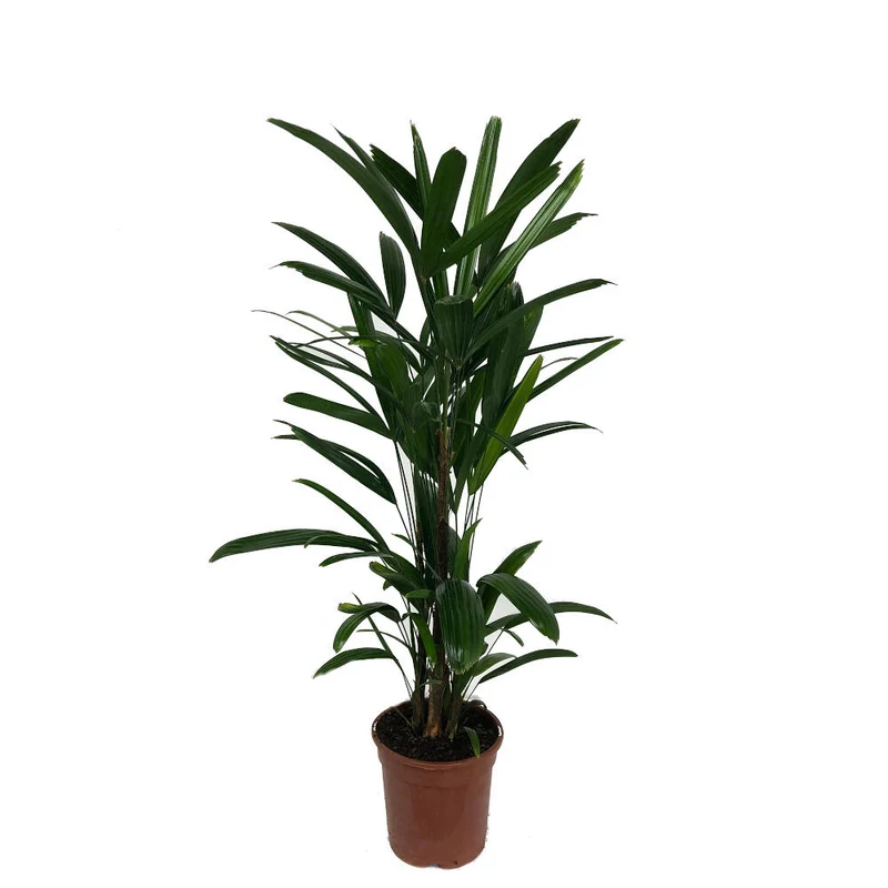 Raphis Excelsa M17 60cm (palma Bambú)