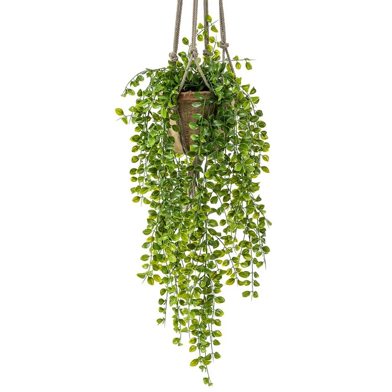 Colgante ARBUSTO FICUS PUMILA de 80 cm (6 unidades)