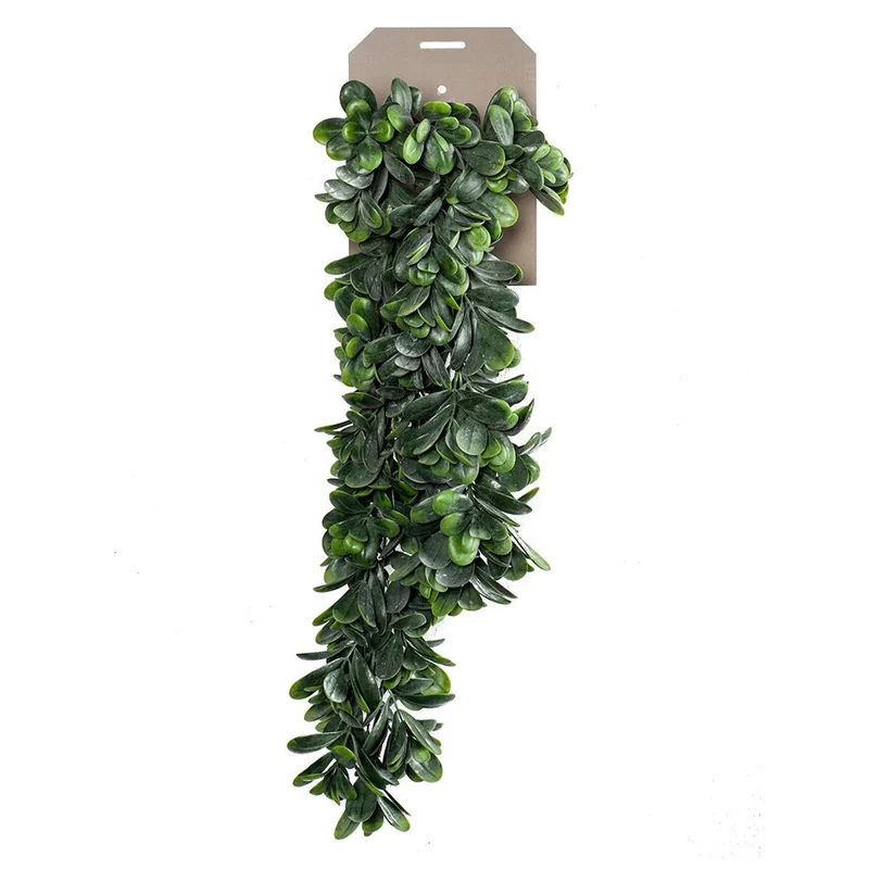 Planta colgante Grassula de 80 cm de largo. (6 unidades)