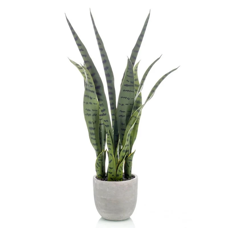 Planta SANSEVIERIA con macetero incluido Altura total 65 cm.