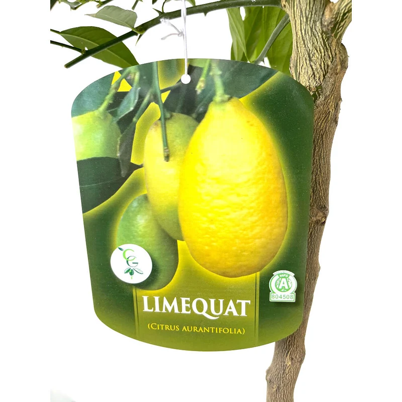 Limequat Copa M27 130cm