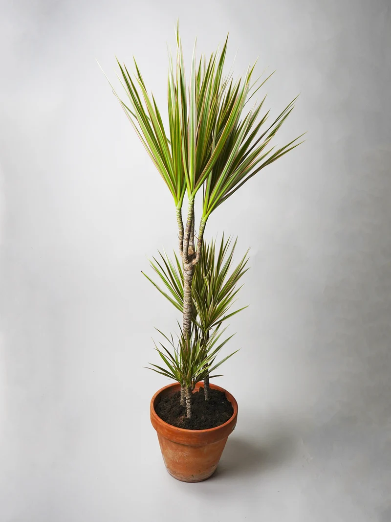 Dracaena Marginata | Altura 120cm - Diámetro 20cm