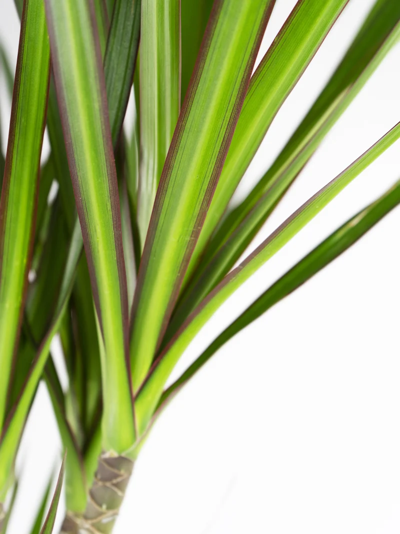 Dracaena Marginata | Altura 120cm - Diámetro 20cm