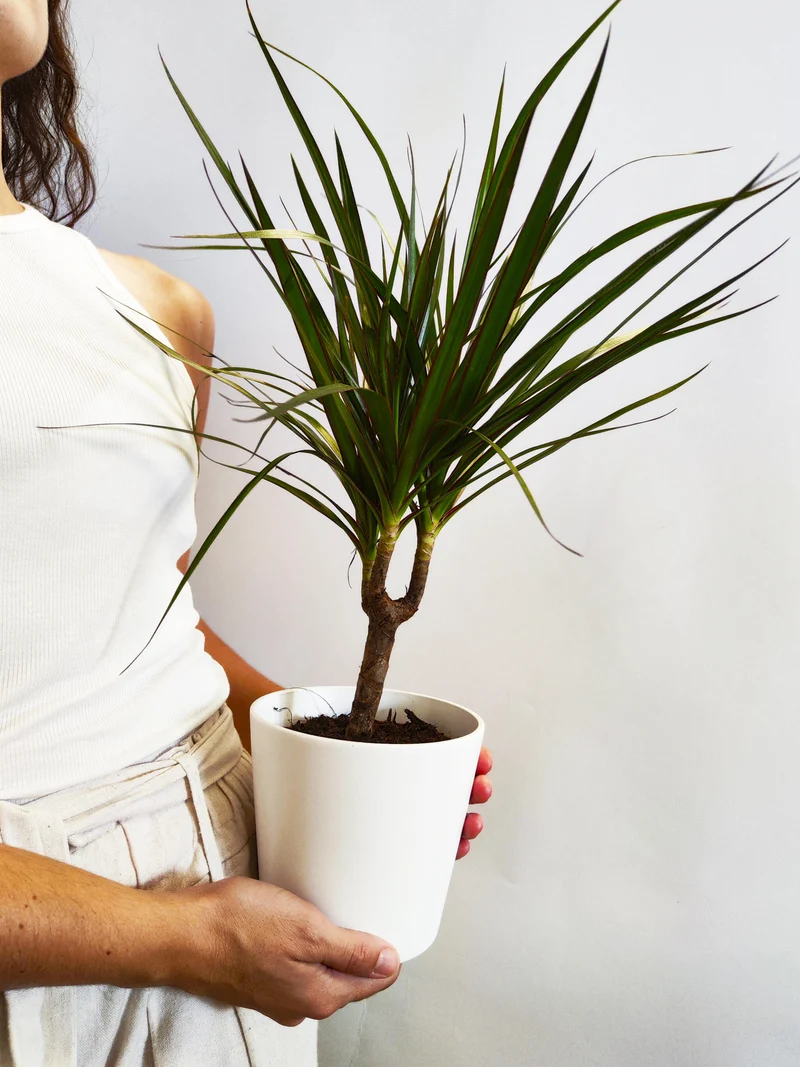 Dracaena Marginata | Altura 120cm - Diámetro 20cm