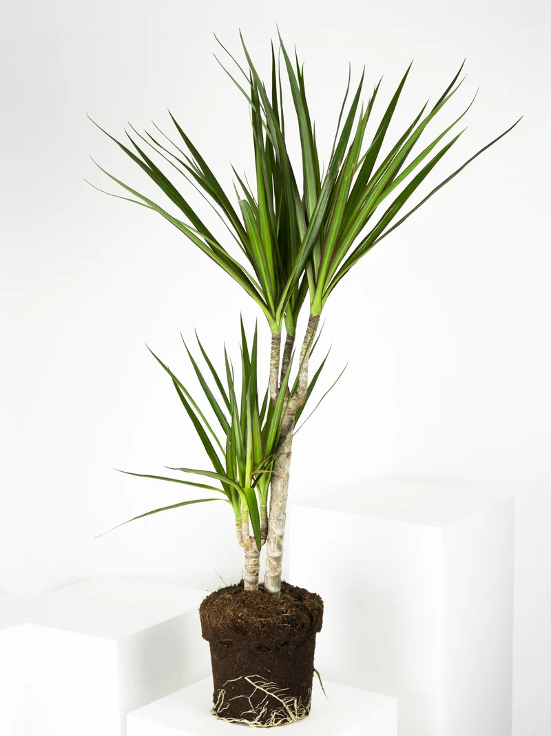 Dracaena Marginata | Altura 120cm - Diámetro 20cm
