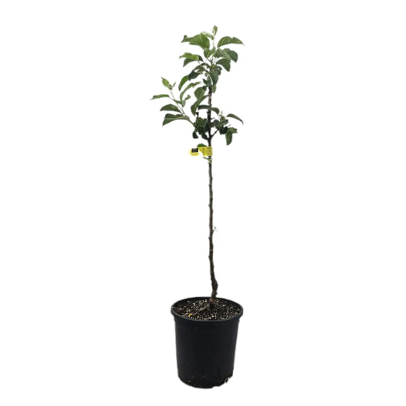 Pero De Cehegin M25 120-140cm