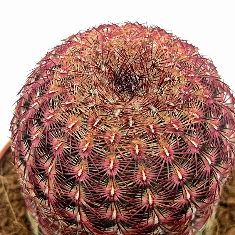 Echinocereus Rigidissimus Ssp. Rubispinus Cactus Y Suculentas M8,5 cm Ø