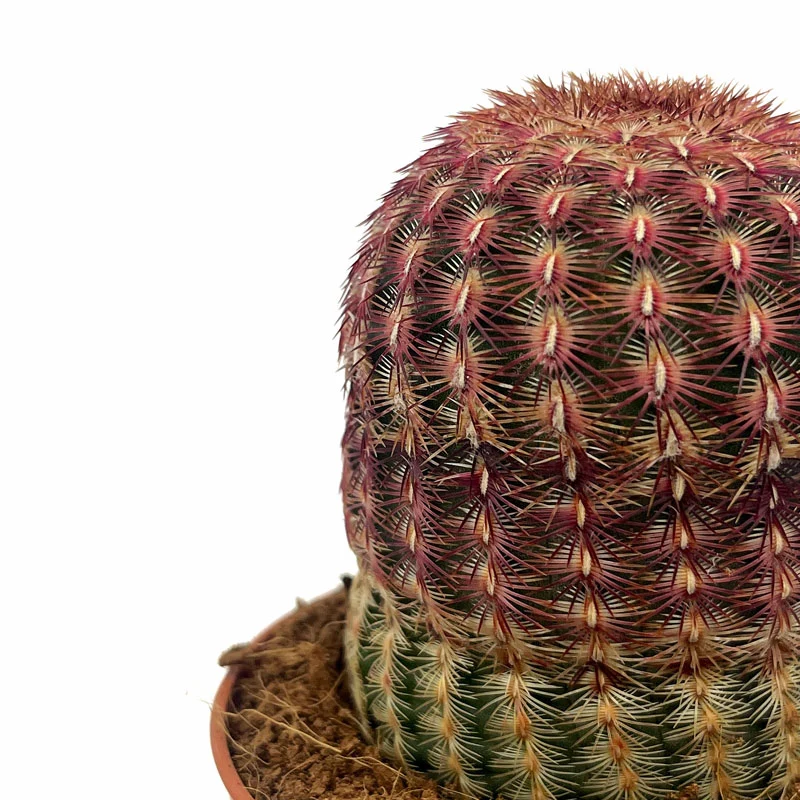 Echinocereus Rigidissimus Ssp. Rubispinus Cactus Y Suculentas M8,5 cm Ø